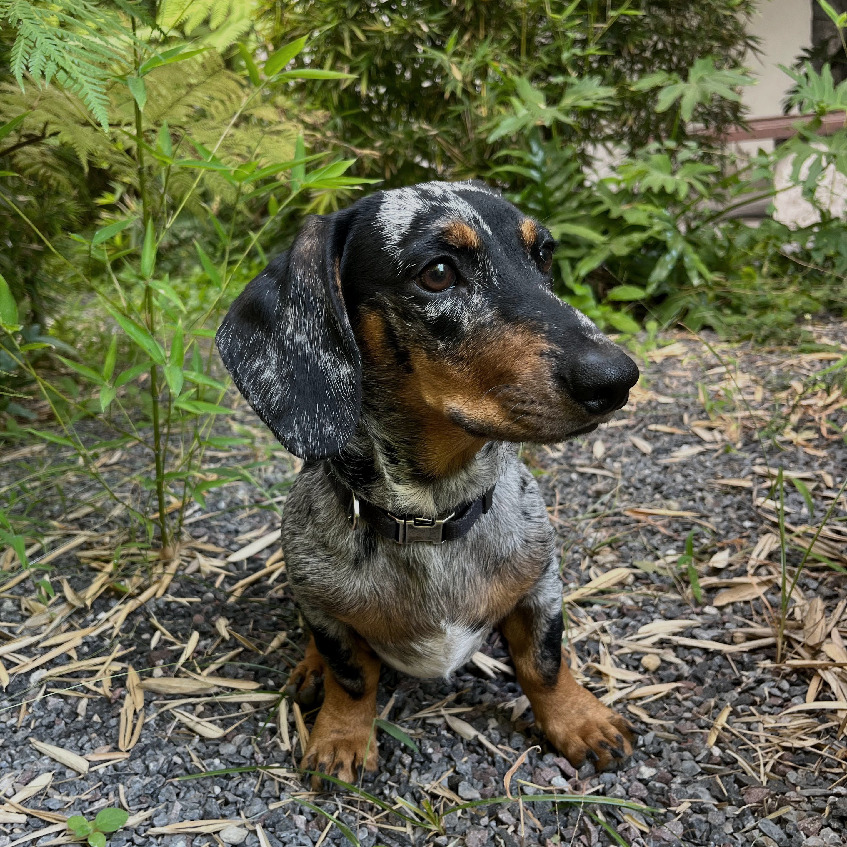Paquito