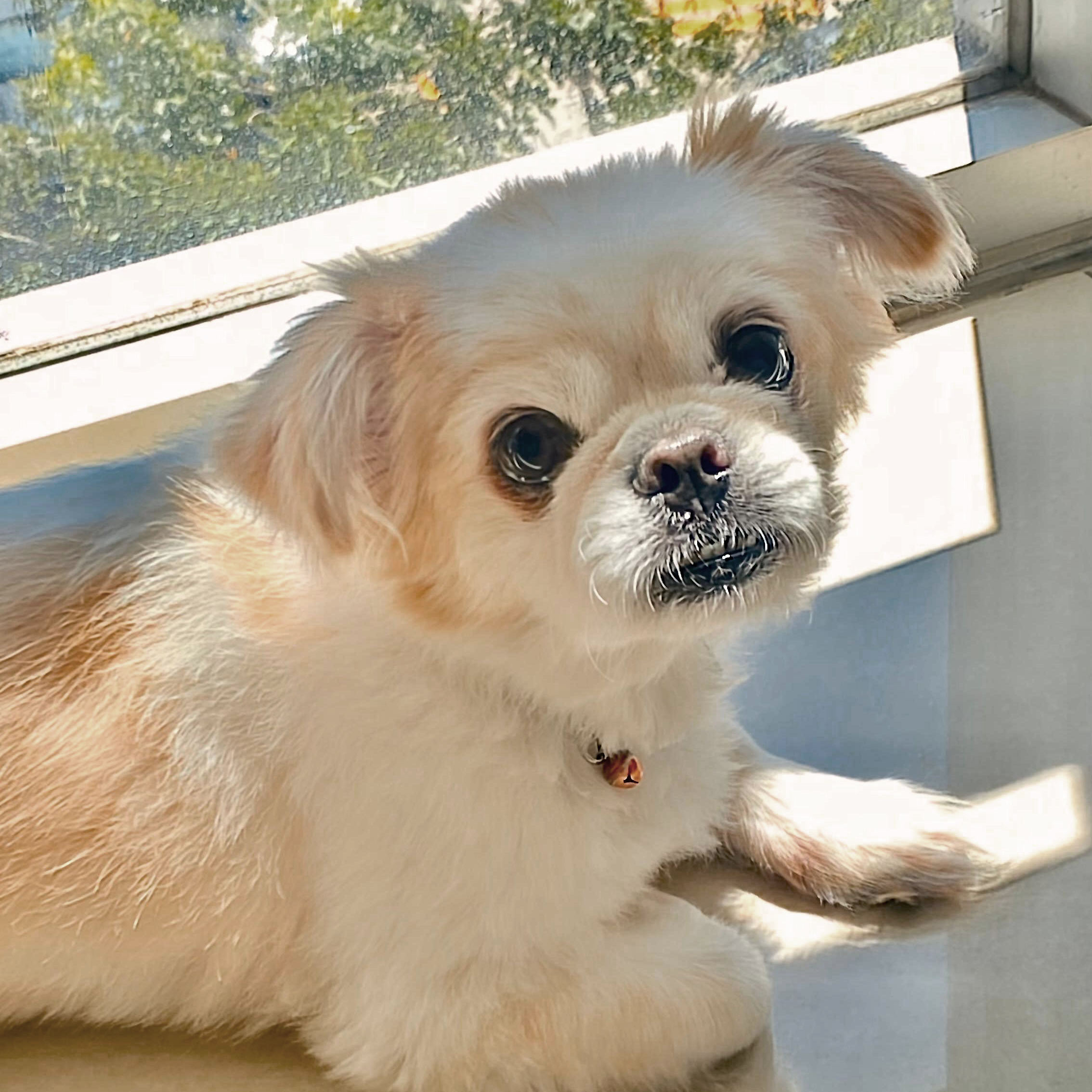 Toby